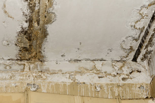 Best Flood Damage  in Williamson, WV