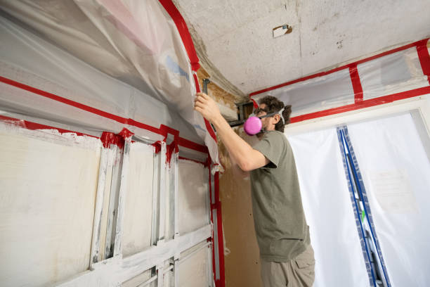 Trusted Williamson, WV Mold Removal Experts