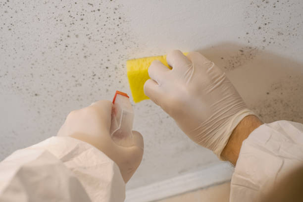 Best Airborne Mold Testing  in Williamson, WV