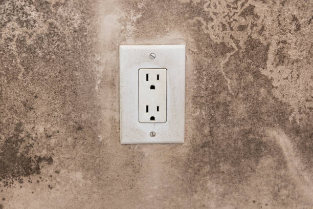Best Real Estate Mold Inspection  in Williamson, WV